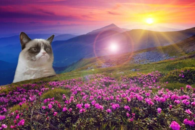 Grumpy Cat Free Wallpapers, Grumpy Cat Photos, New Wallpapers
