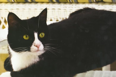 Orange Cat Wallpapers