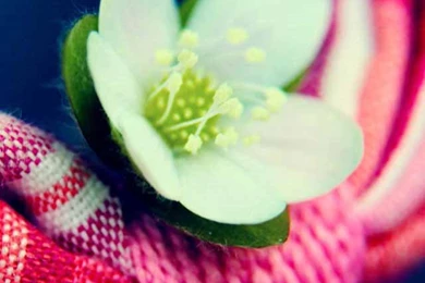 Cool & Creative iPhone 5 Wallpaper Backgrounds