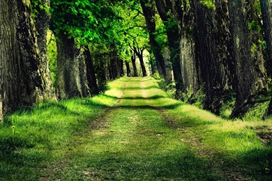 Forest Park Trees Grass Photo Wallpapers