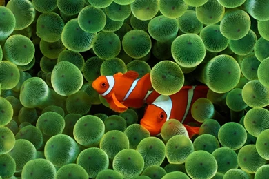 1280x1024 Clown Fish Desktop PC And Mac Wallpapers