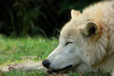 Other: Sleeping Wolf Predator Tired Wilderness Arctic Hunter Let ...