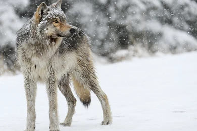 Dogs Wolf Wolves Predator Carnivore Winter Snow Hd Backgrounds ...