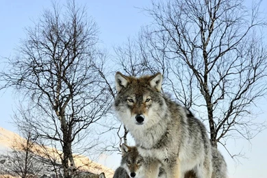 Download Wallpapers 2048x2048 Pack Of Wolves, Winter Morning, Wolf ...