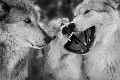 Wolves HD Wallpapers