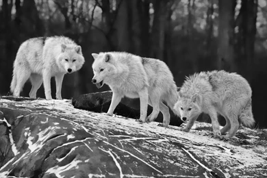 Wolves Black And White Wallpapers