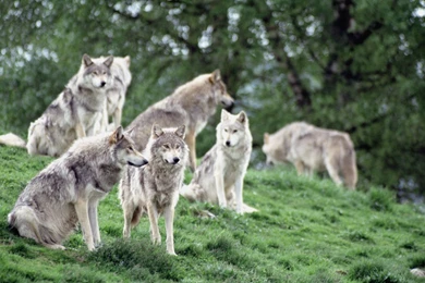 Dauntless Wolves Desktop Backgrounds HD 2560x1600