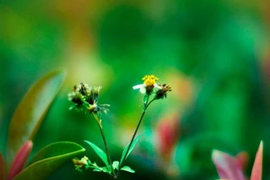 Idyll HD Desktop Wallpapers : High Definition : Fullscreen : Mobile