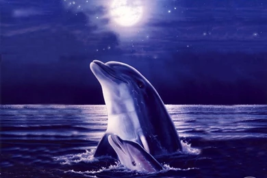 Free Dolphin For Desktop Wallpapers