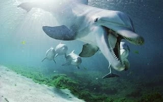 My Backgrounds Blog: Dolphin Backgrounds