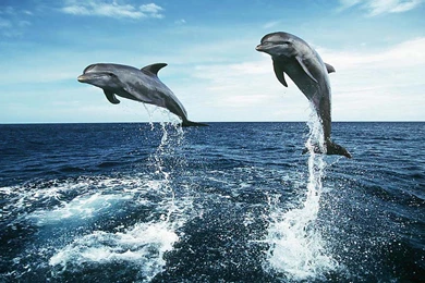 Dolphin full hd background_1.jpg