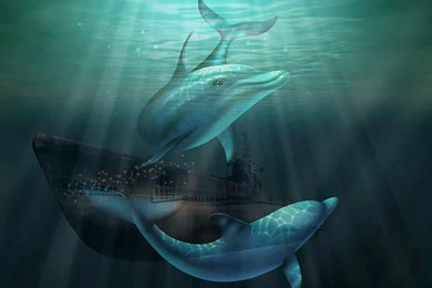 Dolphin Wallpaper Backgrounds