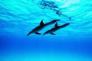 Top Related Pictures Dolphin Ocean Images For Pinterest