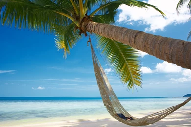 Bad Versus Nice In Relationships, Bent Palm And Ocean Wallpapers ...