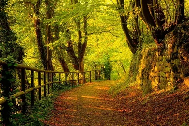 Forest Wallpaper_hd Wallpaper_download Free Wallpapers