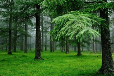 Pine Forest HD Wallpapers