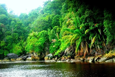 Best Forest Wallpaper Computer Picture Desktop Image.jpg