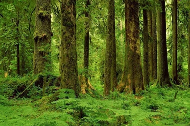 Summer Forest Wallpapers 3   Crazy Frankenstein