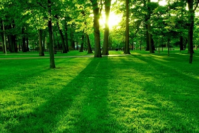 Green Forest Wallpapers   Green Wallpapers (20036604)   Fanpop