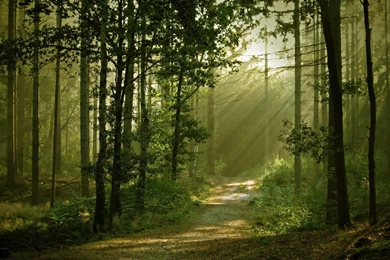 Forest HD Wallpapers