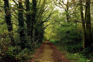 TM.Wallpapers Wide Wallpapers E HD Wallpapers   Forest Wallpapers