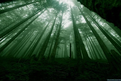 Awesome Dark Forest Wallpapers