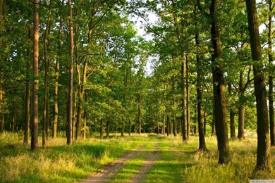 Forest Wallpapers 16   Best Wallpapers Collection