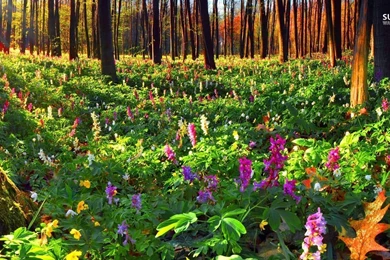 Summer Flowers In The Forest Wallpapers   Nature Wallpapers