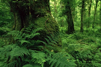 Forest Wallpapers Desktop Backgrounds