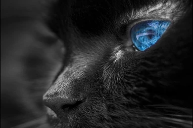 Blue Eyes   Bright Colors Wallpapers (18226412)   Fanpop