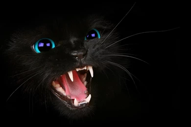 Kitty Blue Eyes Wallpapers   HD Wallpaper Backgrounds Of Your Choice