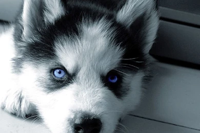 Blue Eyes Man   Wallpaper.