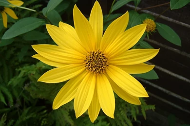 Free Wallpapers Desktop Backgrounds For Windows Vista And XP