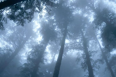 TILLAMOOK COUNTY OREGON CAPE LOOKOUT HD WALLPAPER   (