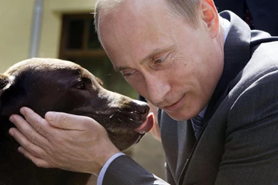 Vladimir Putin A Man With Dog Russians Wallpapers