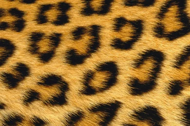 Download Abstract Cool Desktop Pictures Leopard Wallpapers