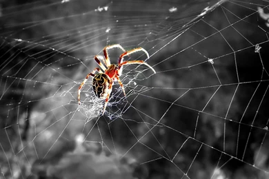 Spider Wallpapers HD