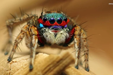 Pics, Facts, Funny Stuff About Animals & Nature Cute Spider Wallpapers