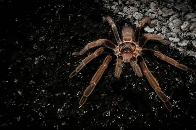 Spider Wallpapers   Animal Wallpapers