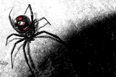 Spider Web   Wallpaper.