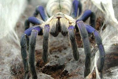 Spider Wallpapers And Images   Wallpapers, Pictures, Photos