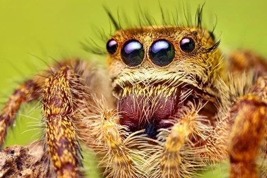 1920x1080 Jumping Spider Desktop PC And Mac Wallpapers