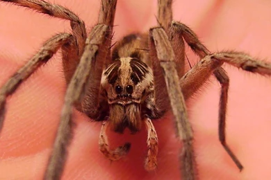 Best top desktop spider wallpapers hd spider pictures images photos 4.jpg