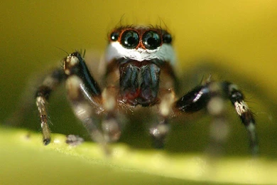 Jumping Spider Desktop And Mobile Wallpapers   Animals Town