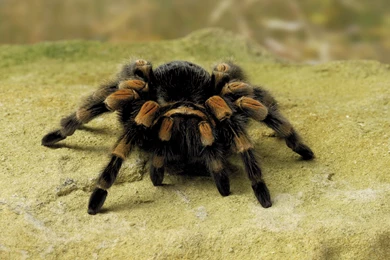 Spider Computer Wallpapers, Desktop Backgrounds