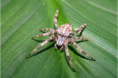 Spider Wallpapers   The Animal Kingdom Wallpapers (251124)   Fanpop