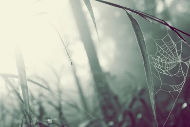 Pics, Facts, Funny Stuff About Animals & Nature Rainy Spider Web ...