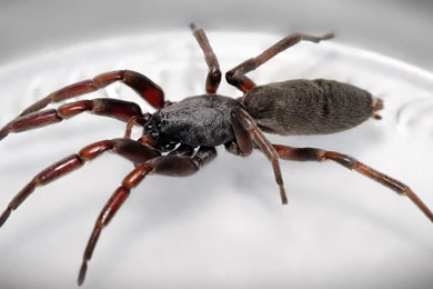 Spider Wallpapers 1440x900 Wallpapers, 1440x900 Wallpapers ...