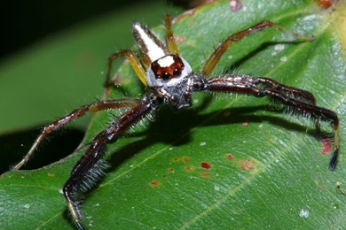 LargeVietnameseRedAndWhiteJumpingSpider.jpg