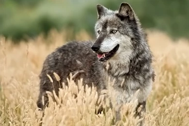 Page 3: 4K Ultra HD Wolf Wallpapers HD, Desktop Backgrounds 3840x2160